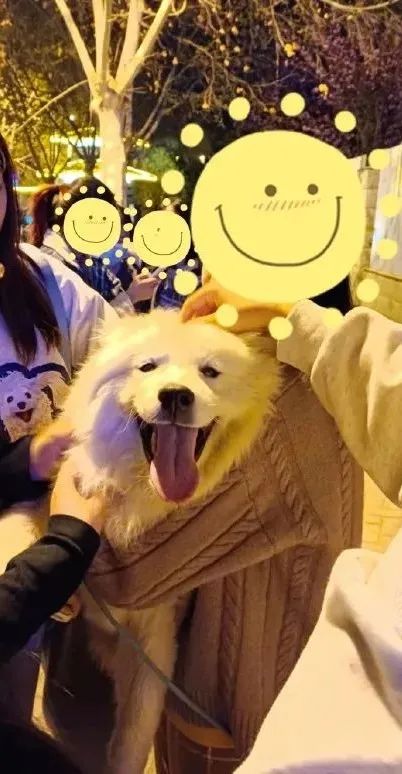 狗子坐飞机一秒钟被亲了八次，毛都快撸秃了…空姐：是不是轮到我