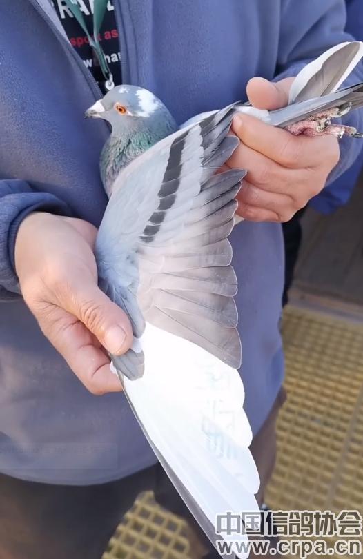 高分速高归巢！“世界杯”唐山阳光站第四关500公里比赛圆满收官