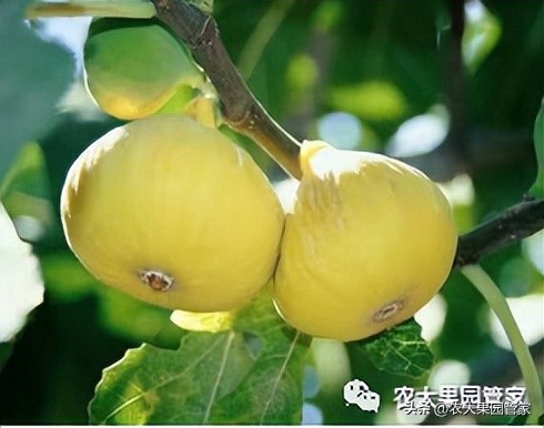 优质果树苗木品种介绍,最好的新品种苹果苗木