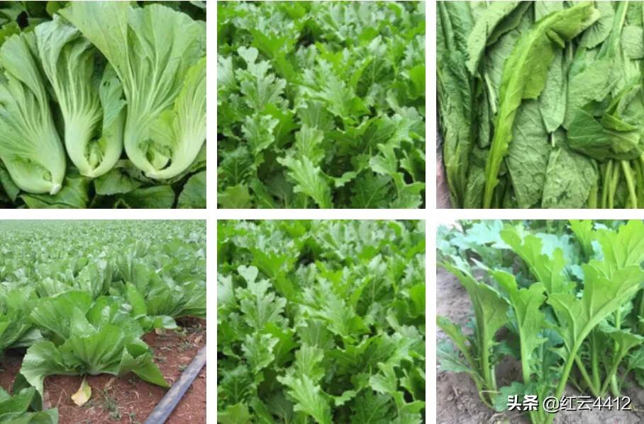 云南的青菜,云南青菜好吃的标准