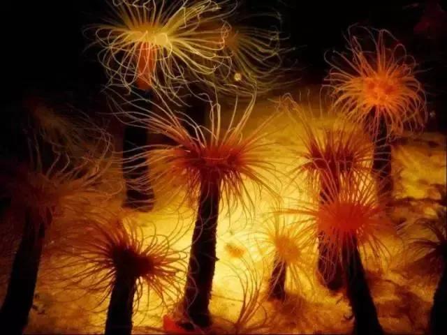 分享海的照片,奇异的海底世界200字