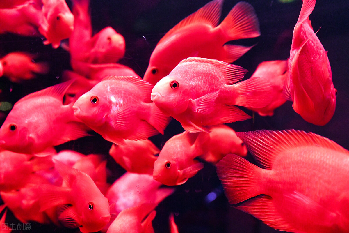 祝福朋友们虎年大吉年年发大财,祝福大家虎年大吉年年发大财