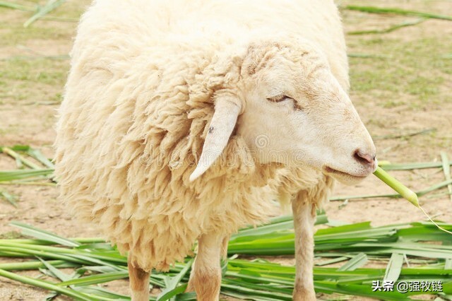 饲料太贵用什么养鸡,饲料太贵还能养猪吗