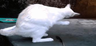 猫咪吃东西被噎住,猫咪吃东西卡住怎么救