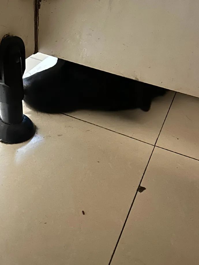 女厕的诡异之处,女厕所发现怪异男尸