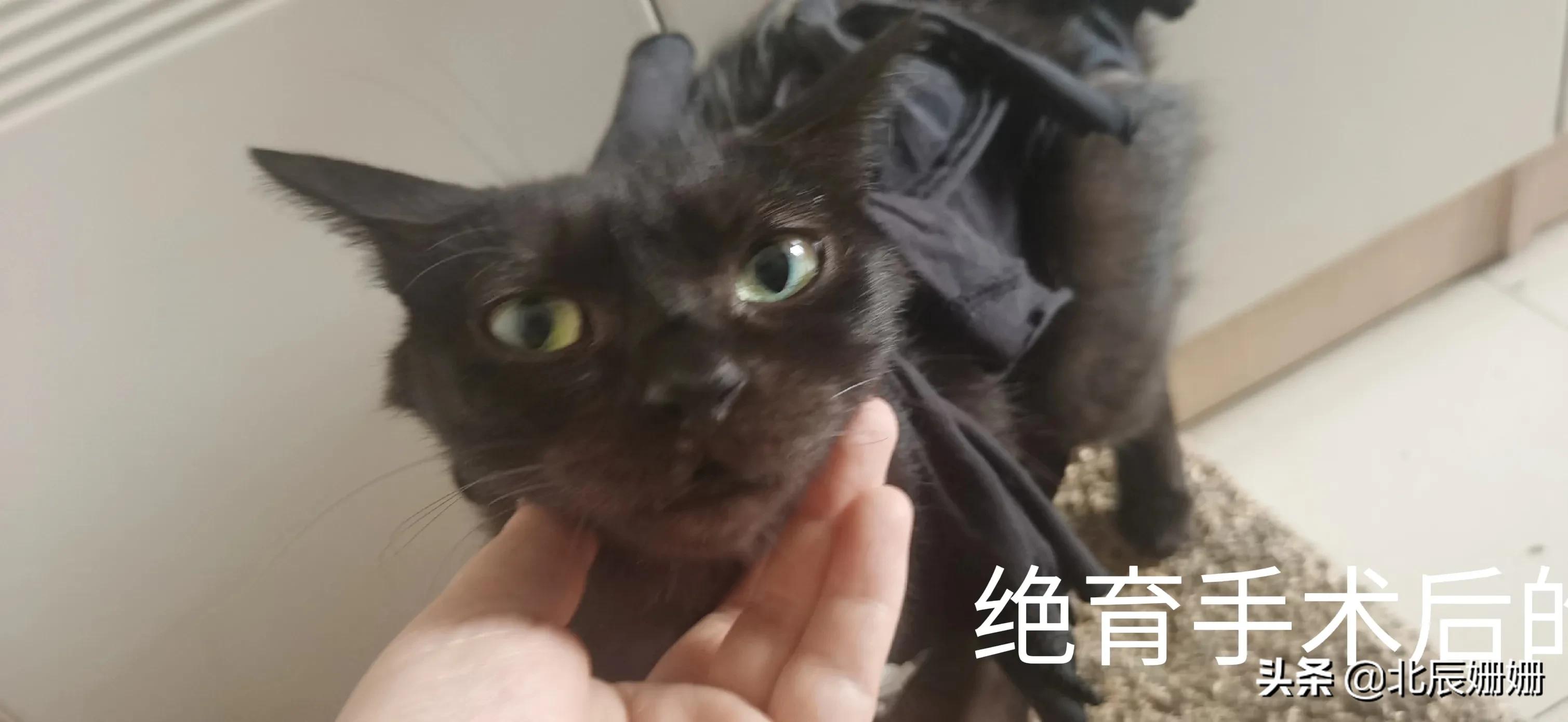 真假黑猫警长全文,真假黑猫警长完整版