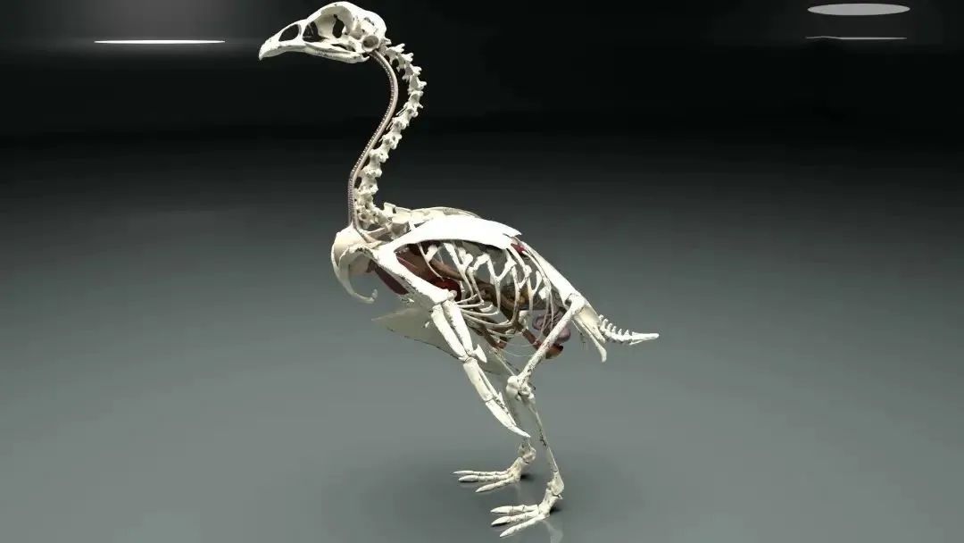 鸡有哪些疾病,鸡有炎症什么表现