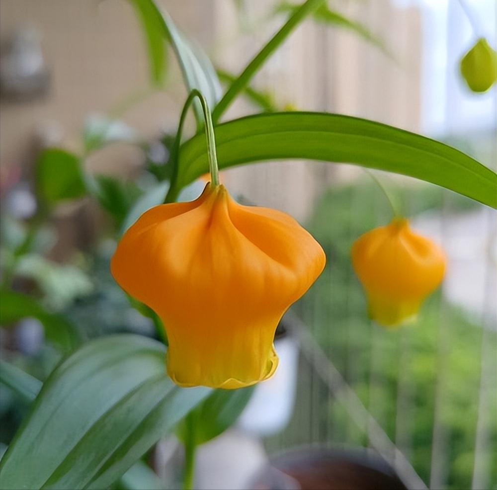 奇花异草有哪些都有什么特点,奇花异草大全罕见图文