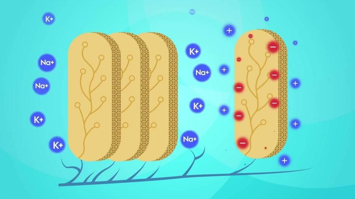 电鳗为什么会放电的原理,电鳗放电原理不会把自己电到吗