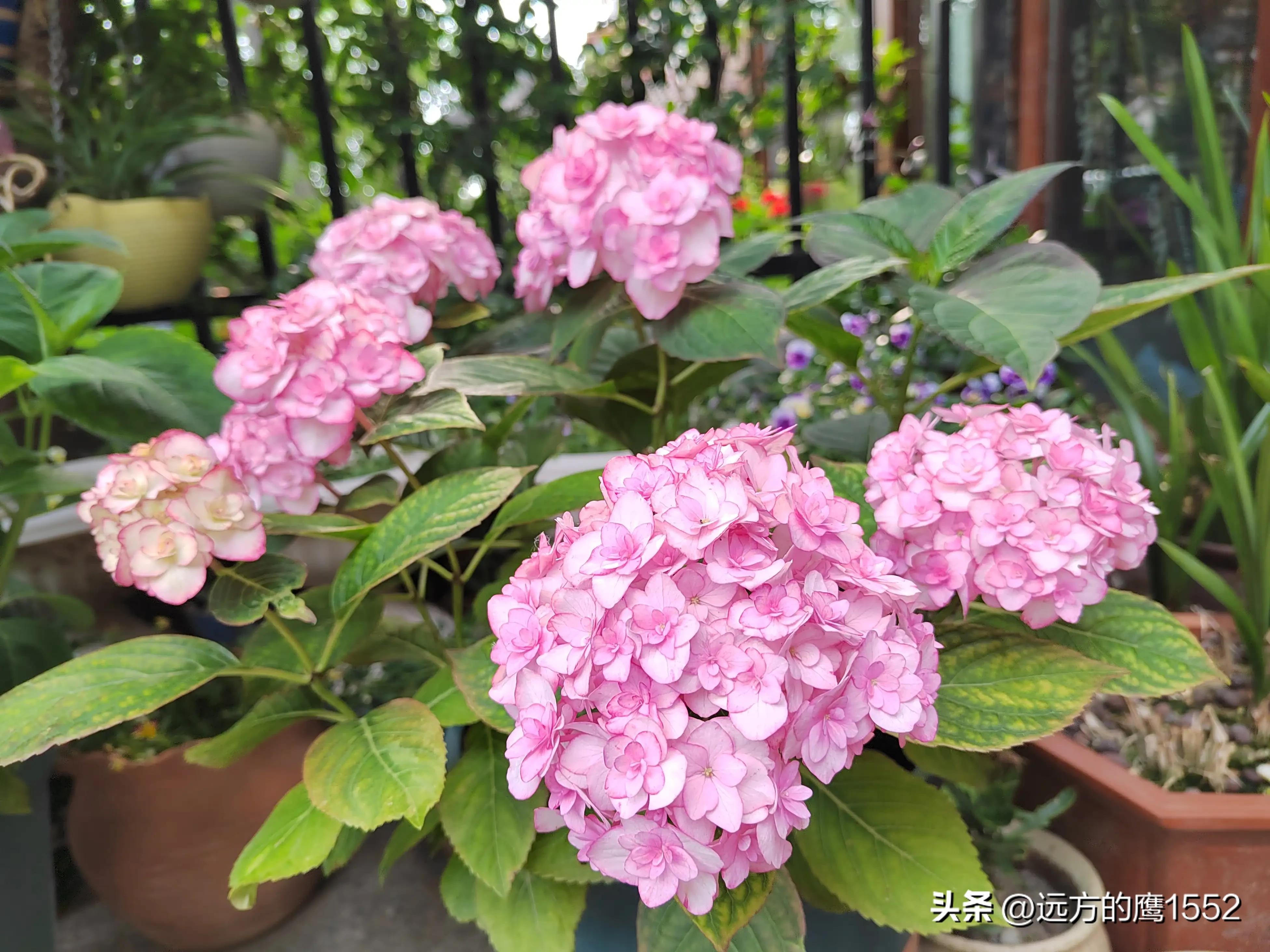 纱织小姐绣球是新老枝开花吗,绣球纱织小姐开花后的养护