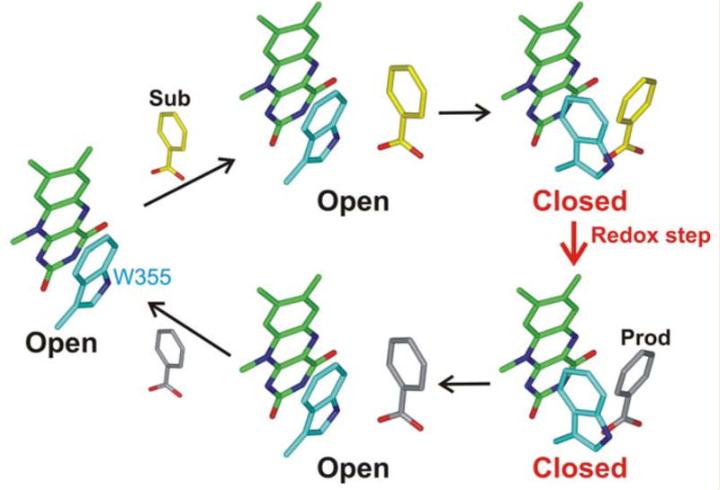 探究移动色氨酸是*霉素黄**抗生素合成黄素酶中内在电荷转移供体应用