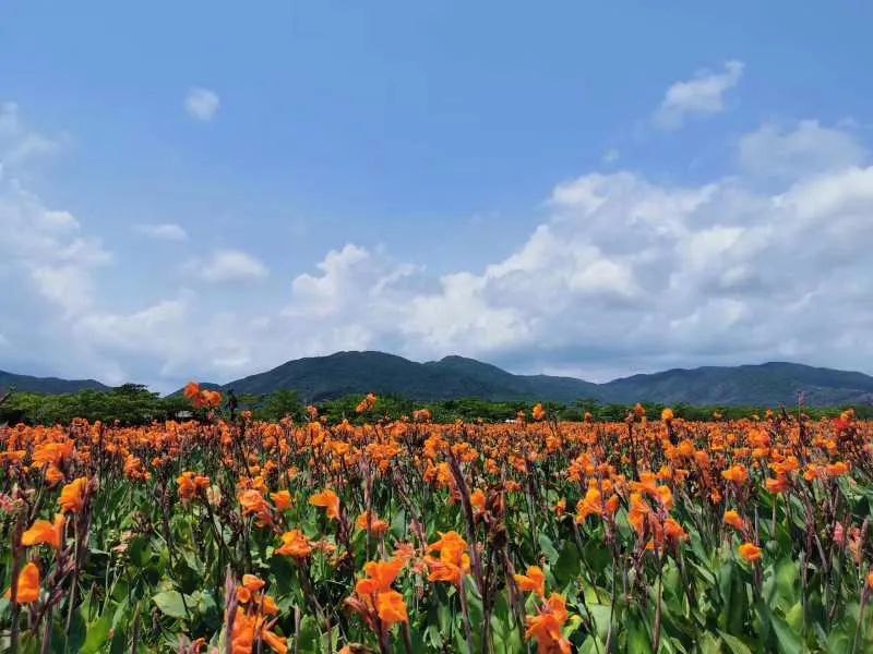 多规合一实用性村庄规划编制流程,实用性村庄规划编制是什么意思