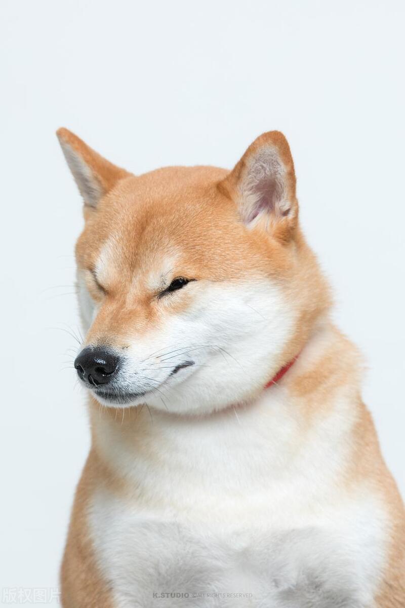 狗犬品种大全,狗的十大品种排名