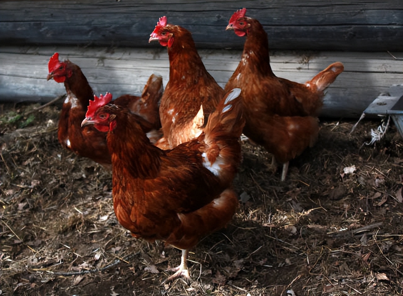 鸡的腿关节处肿胀什么原因,鸡关节肿胀瘫痪是什么病