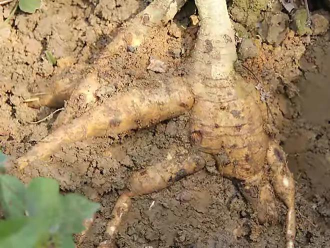 葛根为什么被称为亚洲人参,野生葛根图片植物