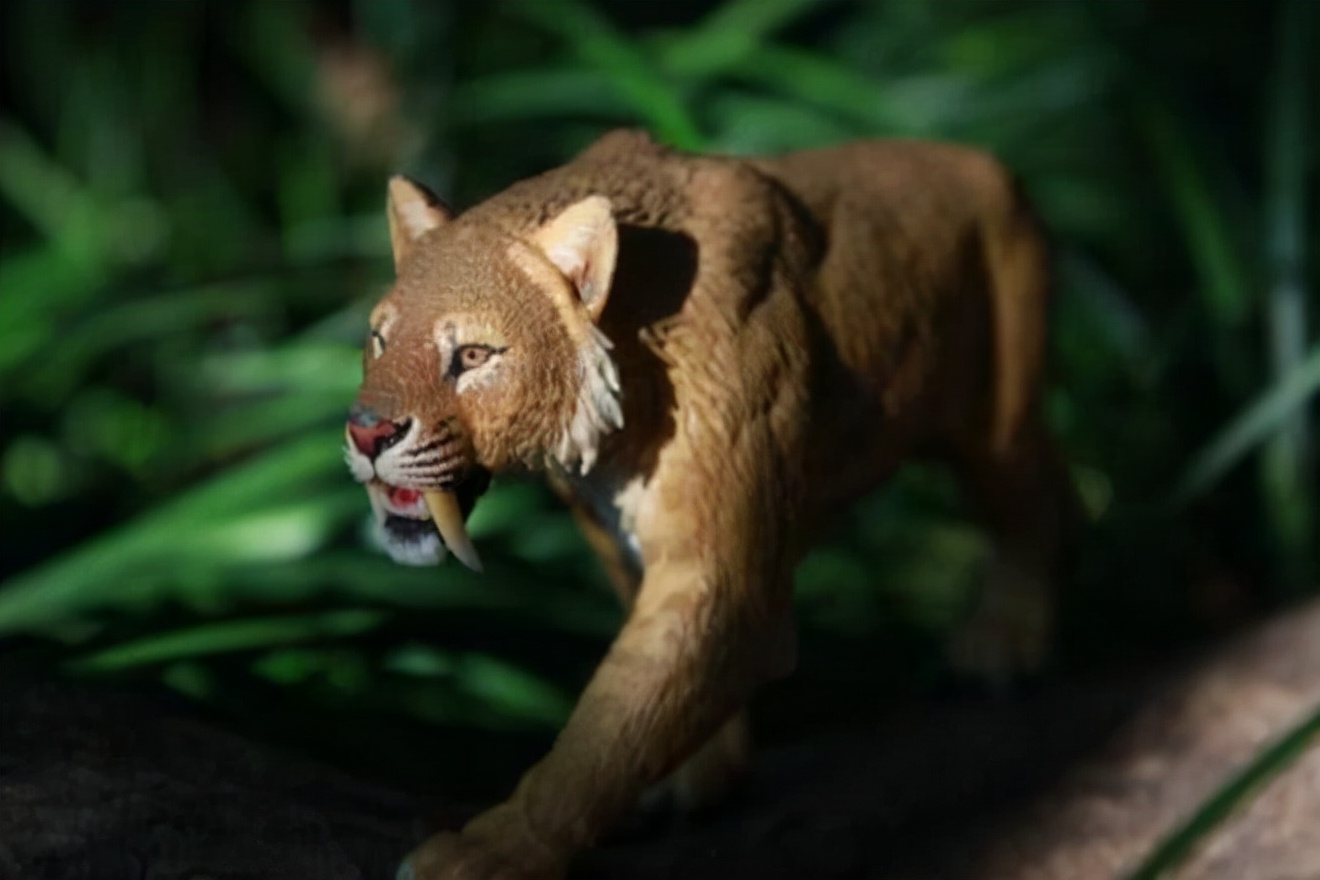 冰河时期最强的猫科秒杀东北虎,猫科霸主东北虎