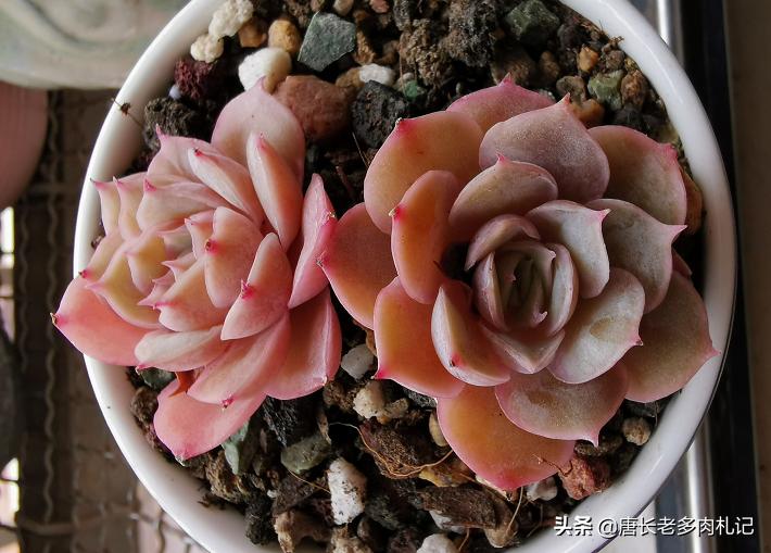 多肉丢在土里就行了吗,多肉遗弃大棚