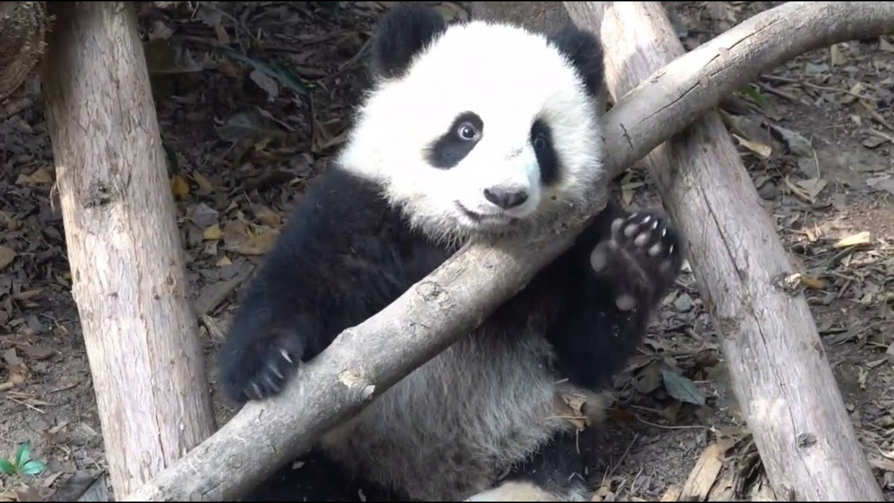 熊猫福菀被泼水,梅兰被大妈扔玉米芯!中国圈养熊猫真的正确么?