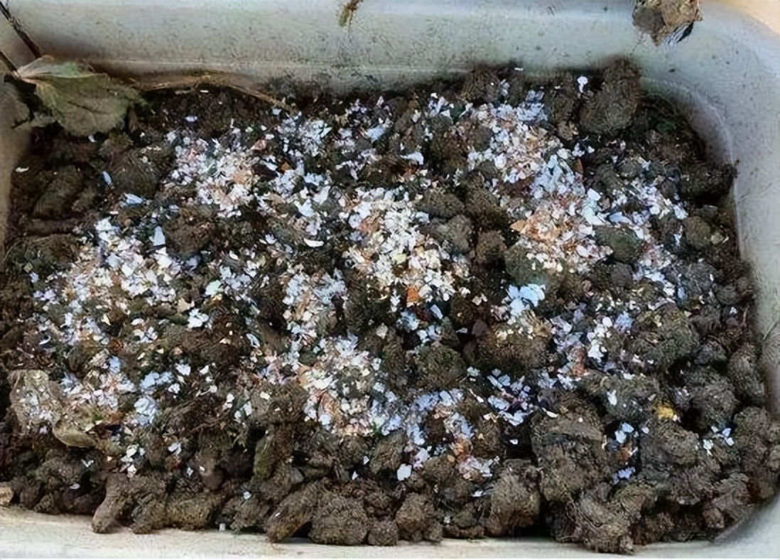 植物开花少缺什么元素,植物缺少磷元素会怎么样