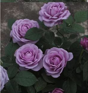 精致又温馨的小阳台,漂亮阳台月季花