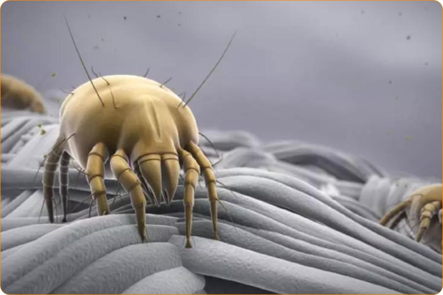 男童眼睛里出现活虫,八岁男孩右眼感染20条虫子