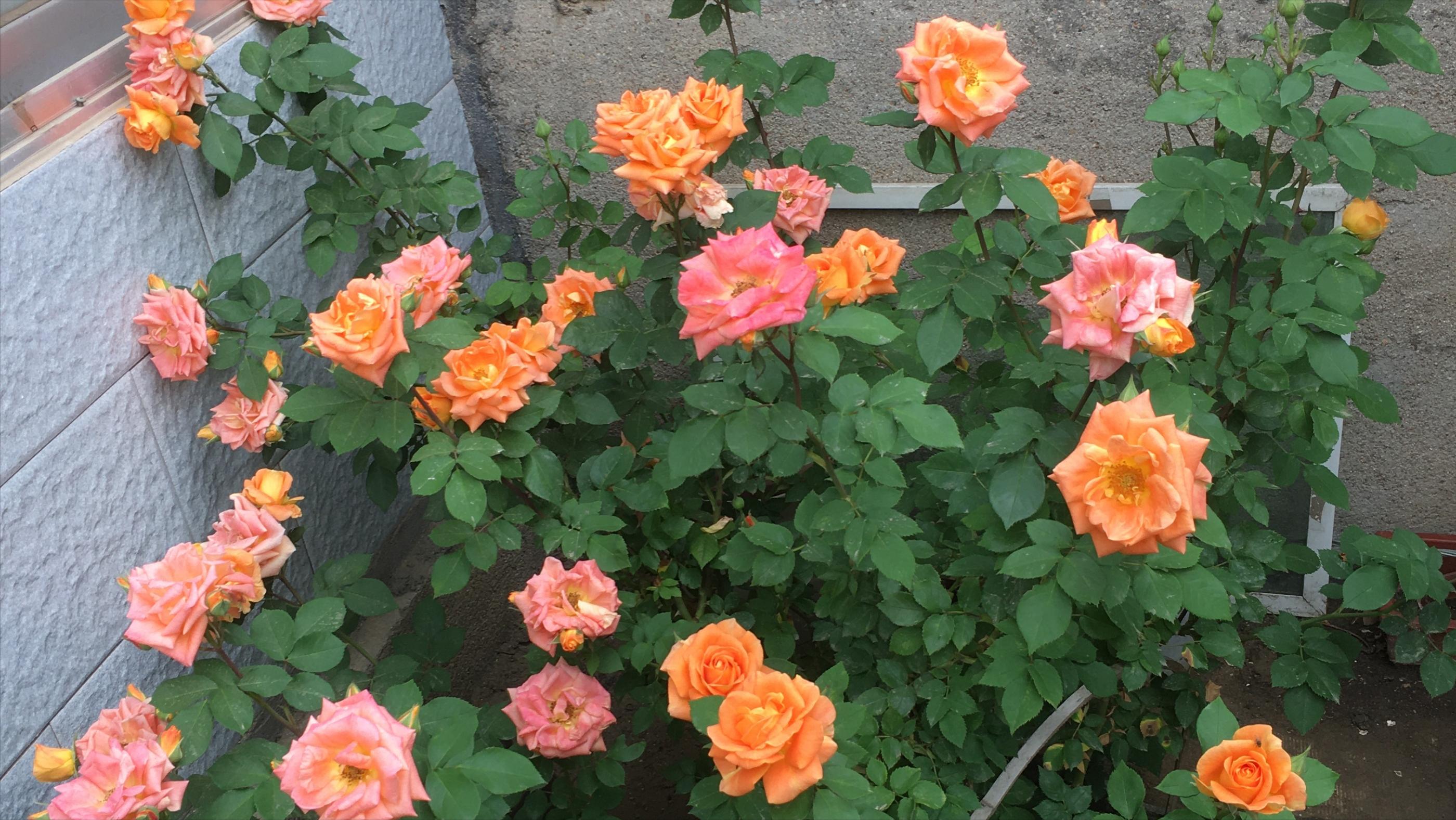 华为手机卡顿解决方法视频,刚发布的视频卡顿如何解决