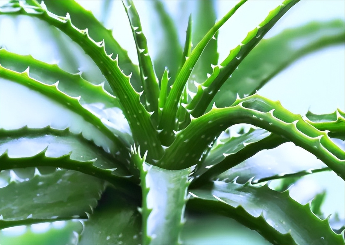 新房装修适合摆放的花,装修完室内放什么花净化空气