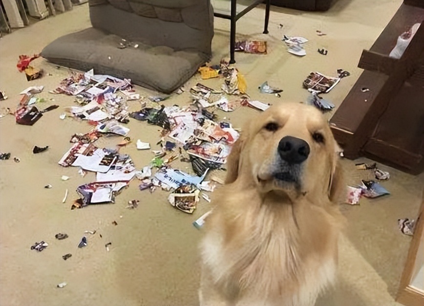 金毛犬的优缺点及价格,金毛犬最正确价格