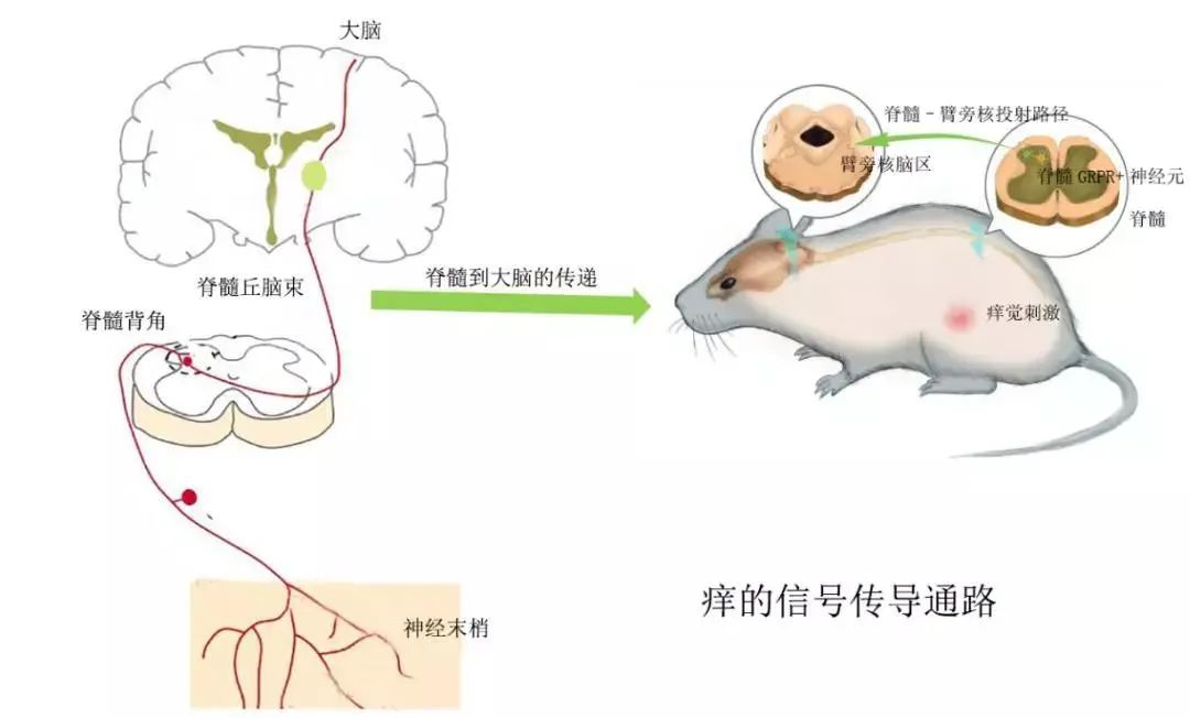为什么到处都是痒痒肉,为什么浑身上下都是痒痒肉