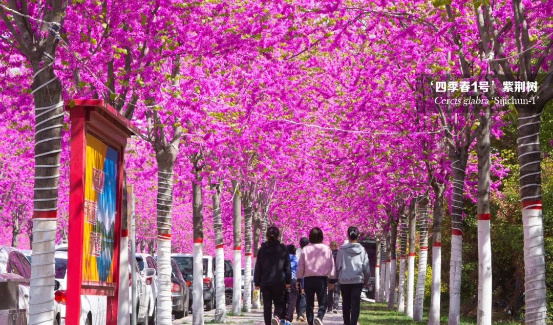 世上最美的林荫大道,欣赏一下美丽的林荫大道