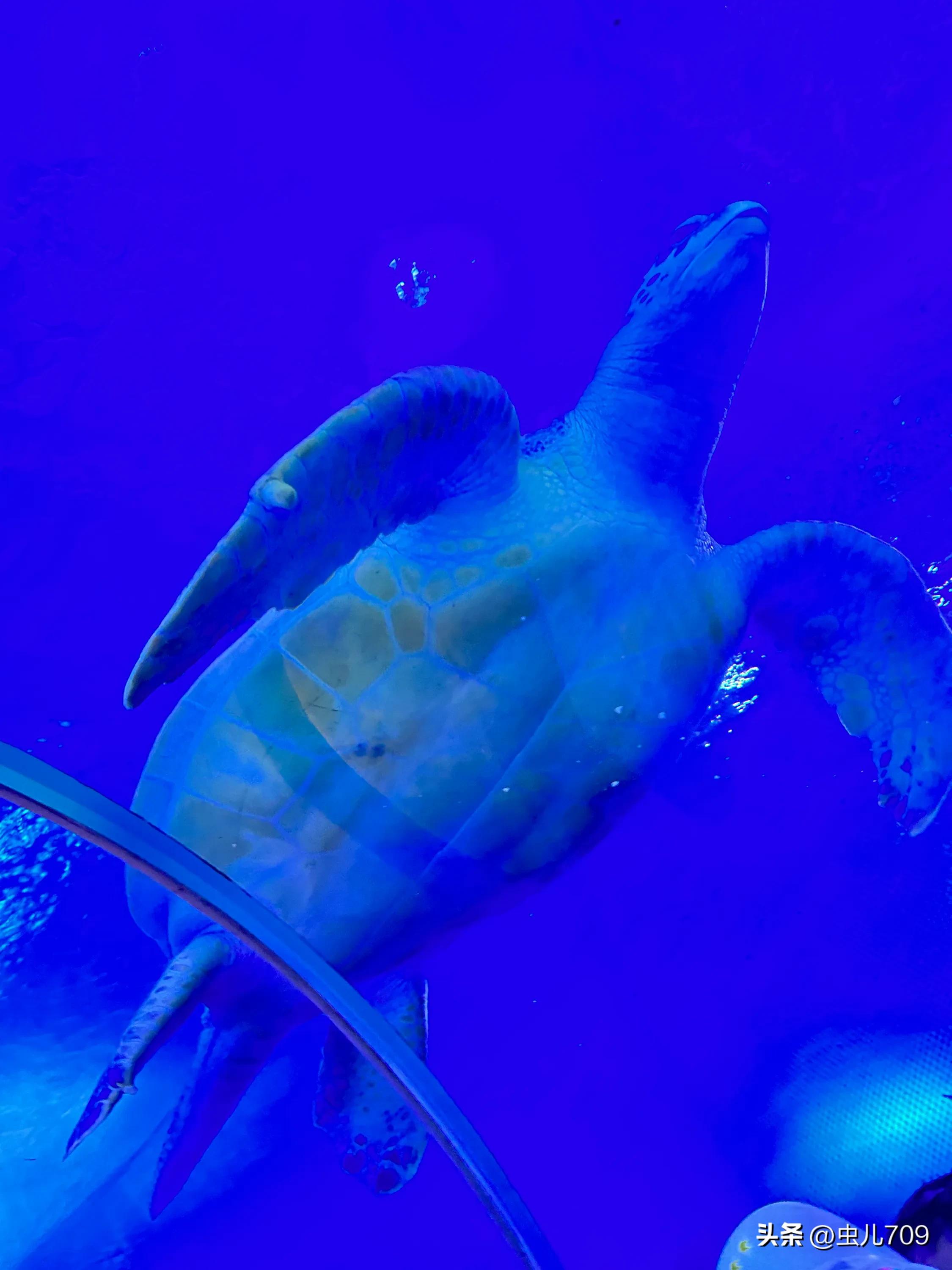 青岛海底世界视频,青岛海底世界和极地海洋世界