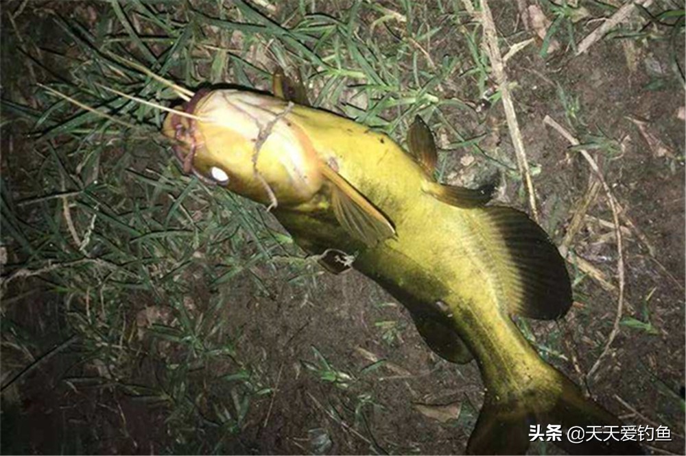 夜钓黄颡鱼，用3种民间钓法，简单实用好掌握，收获更有保证