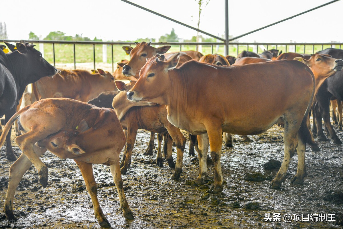 养殖场安装光伏可行性报告,成都养殖场可行性研究报告