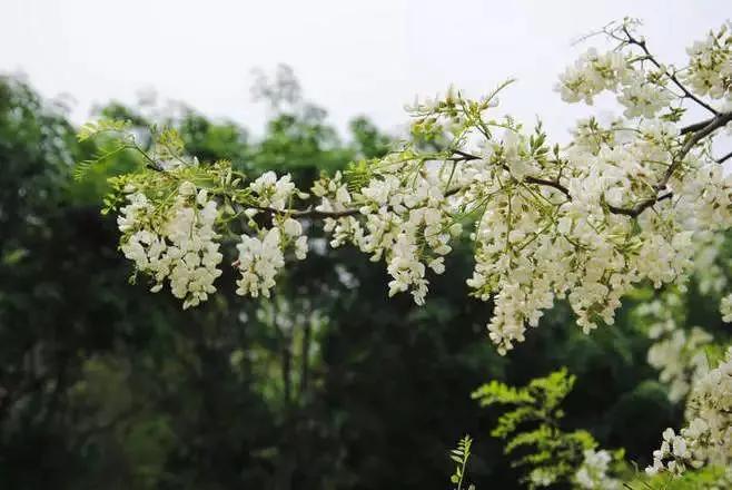 忆老家那棵洋槐树洋槐花盛开阵阵扑鼻香