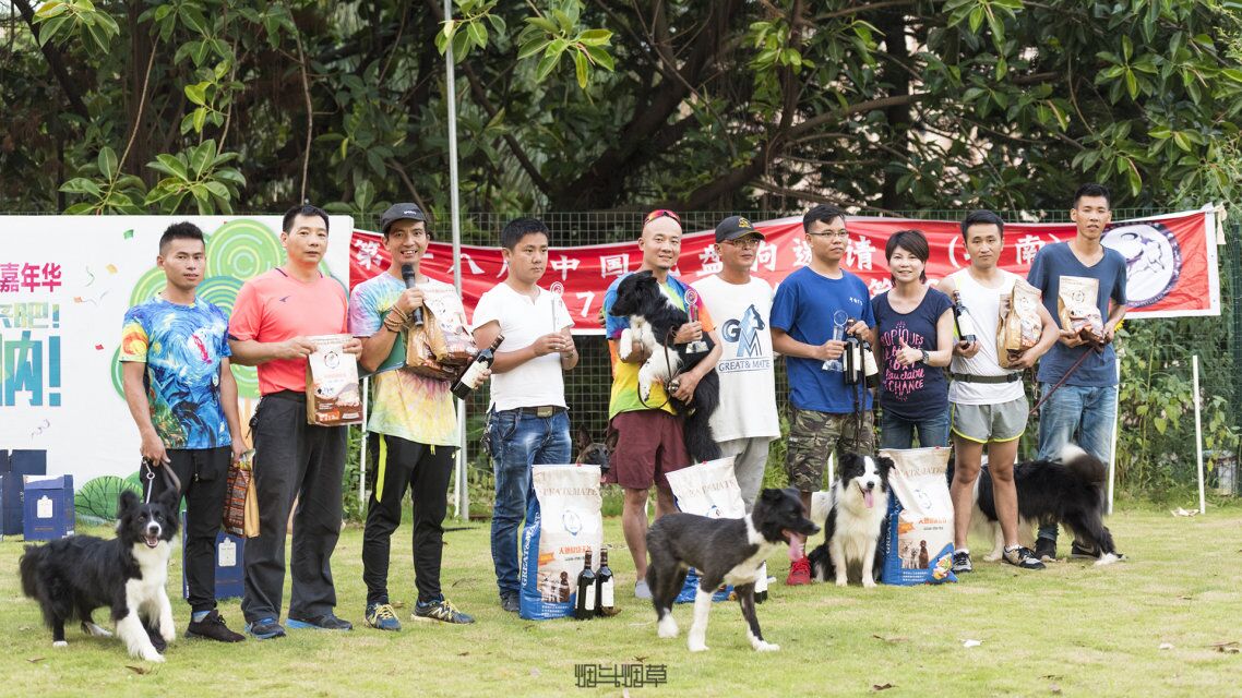 狗狗乱扒拉东西,狗狗咬主人被训犬师训练