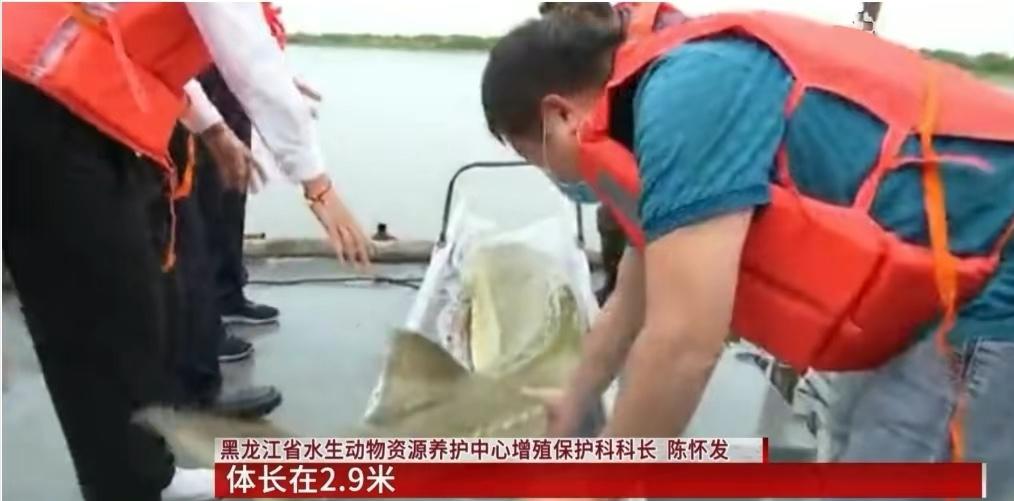 世界上发现的最大鳇鱼,黑龙江大鳇鱼是国家保护动物吗