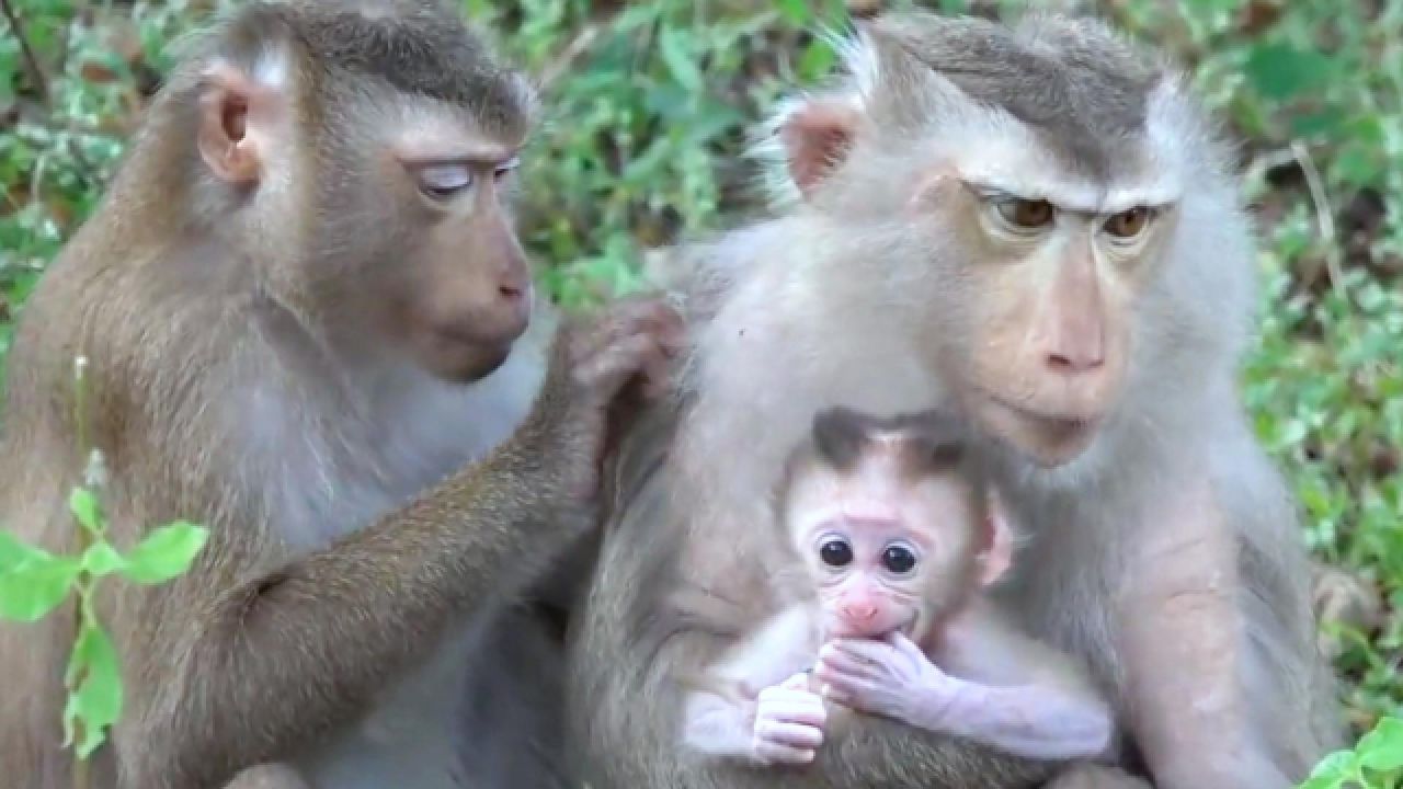 云南所有稀有动物猴子,云南稀有野生动物猴子