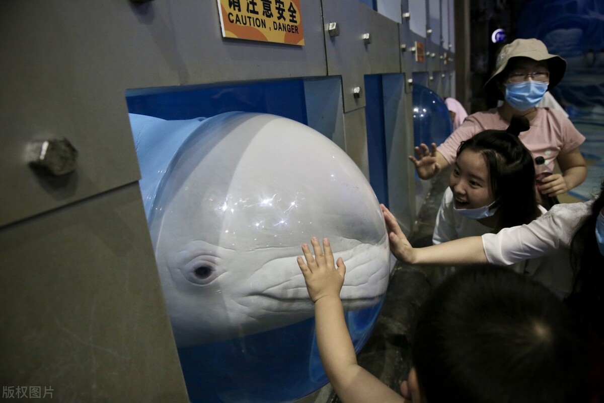 北京适合带孩子去的海洋馆,北京海洋馆亲子游