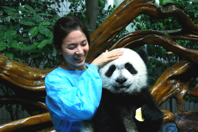 大熊猫基地怎么才能去喂大熊猫,大熊猫基地怎么去九寨沟