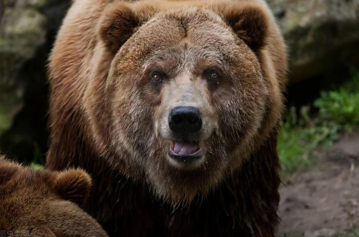 孩子和狗失踪后找回,2岁女孩与狗狗一起失踪后续