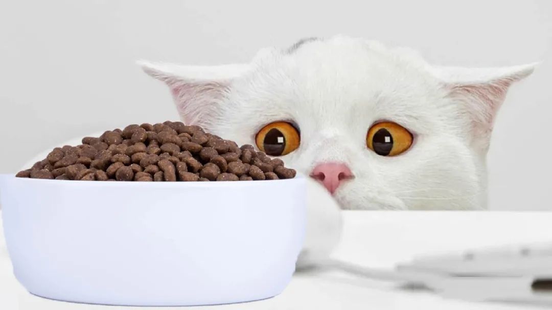 铲屎官的哲学观,铲屎官痛点