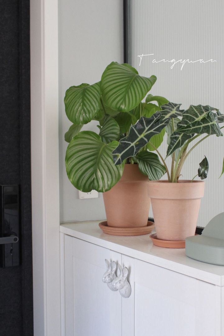 手残党也能养活的10种绿植,十种大家都在养易存活绿植