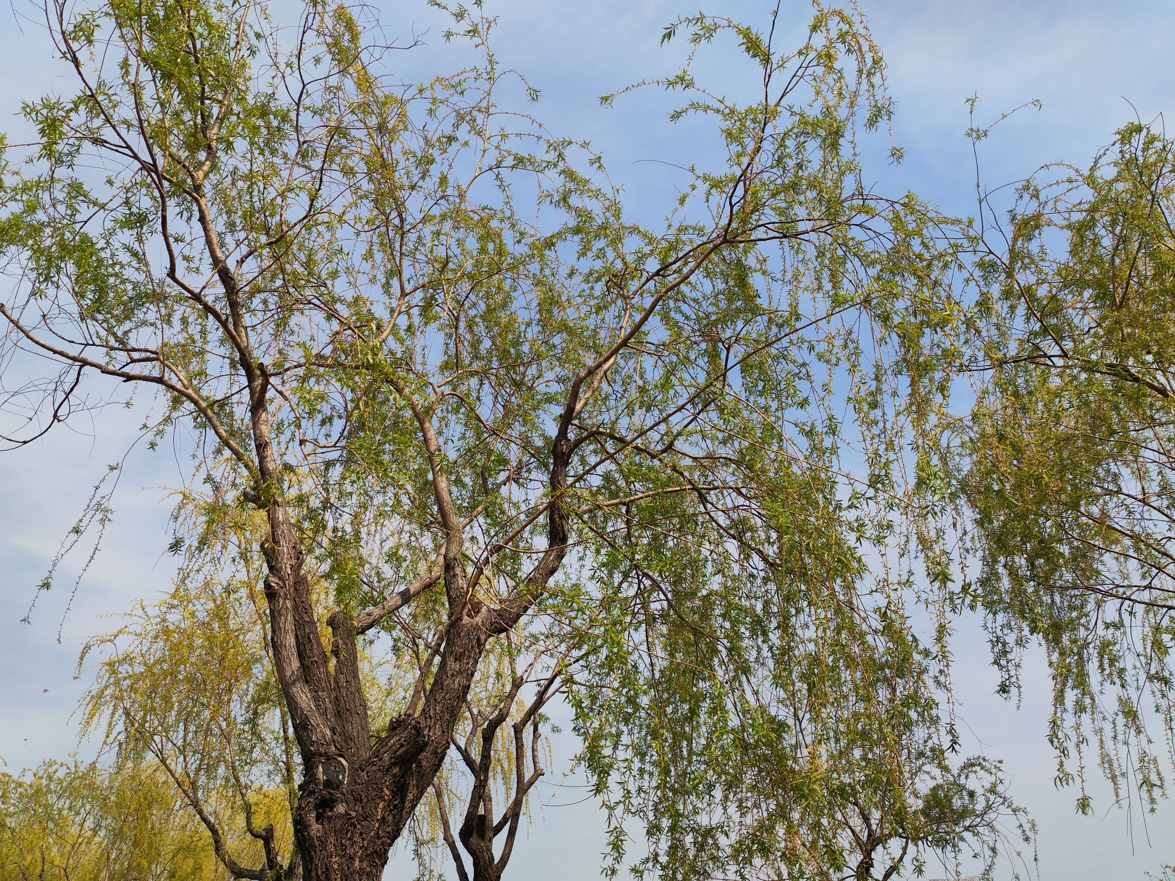 刘长卿号称五言长城是什么意思,刘长卿最著名的十首五言绝句