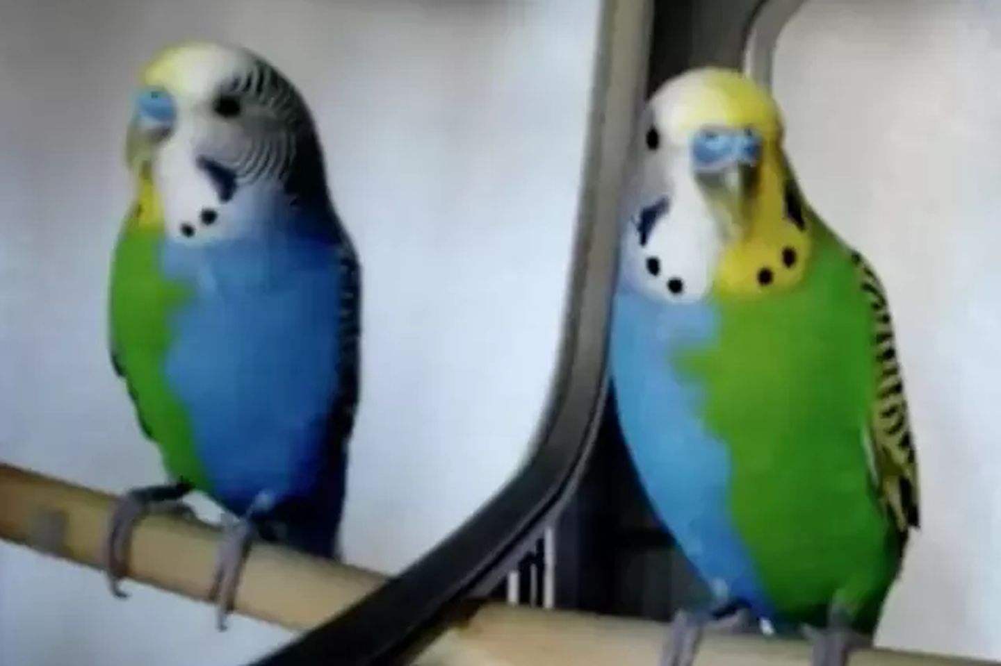 世界上最可怕的10种变异蜗牛,世界上最稀有的蜗牛品种