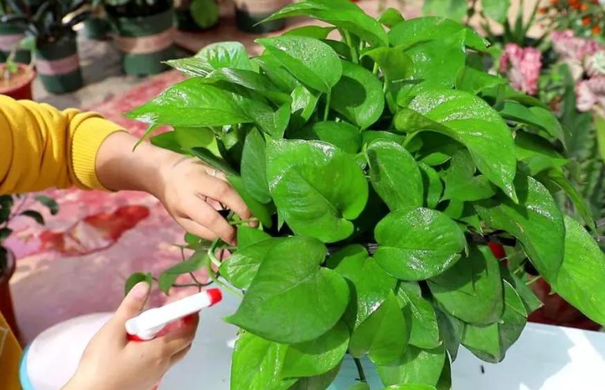 绿萝怎么养才能更旺盛不会变绿,绿萝怎么养才能更旺盛长更快