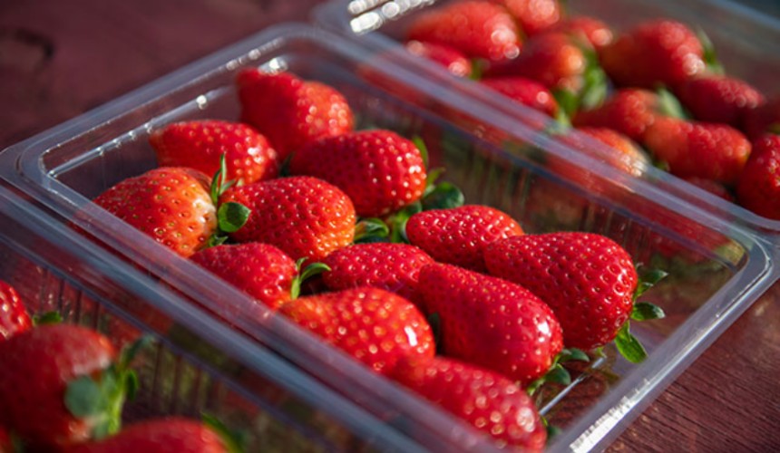 栃木必游景点,栃木县旅游