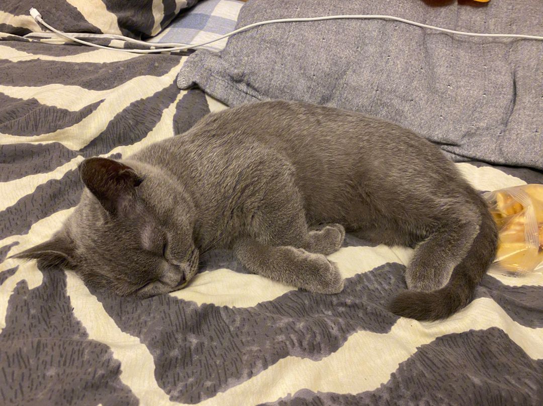 蓝猫是怎样保护主人的,蓝猫是不是不能常常摸