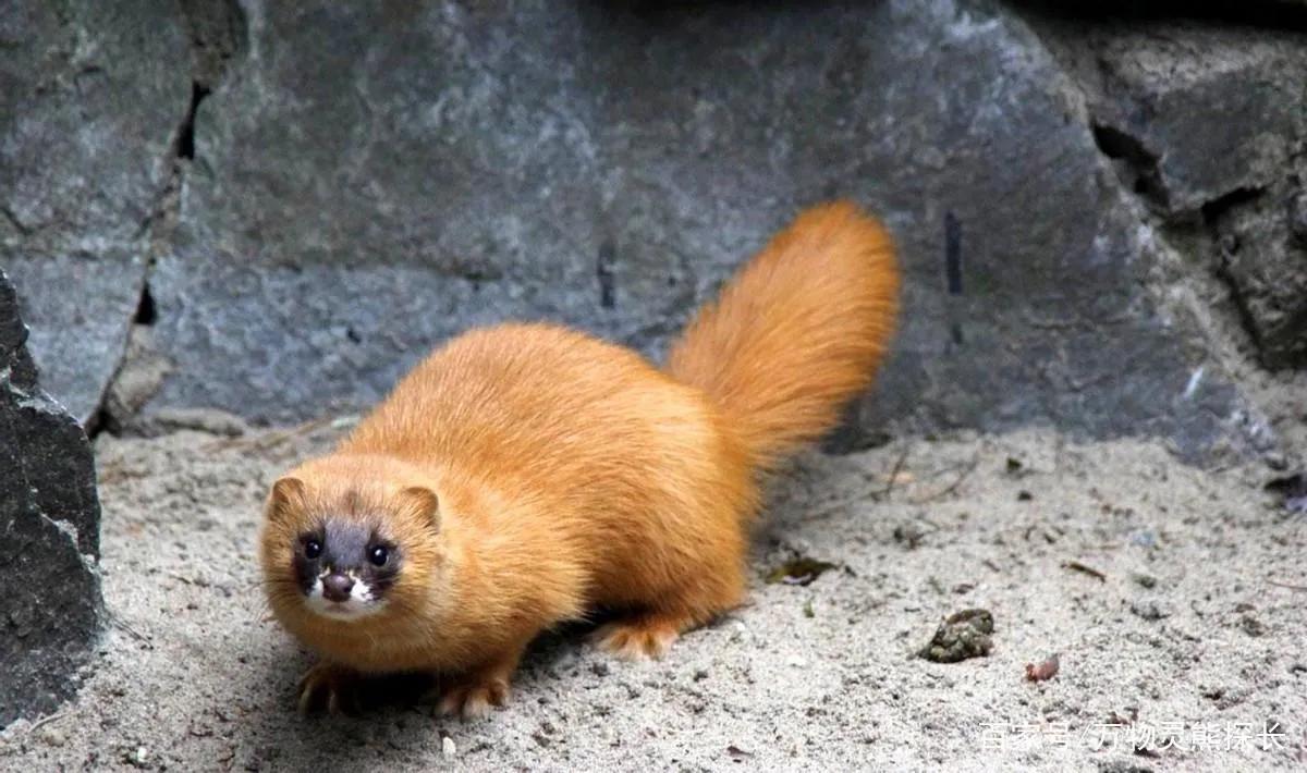 偷吃鸡的黄鼠狼也是保护动物吗,黄鼠狼是被保护的野生动物吗