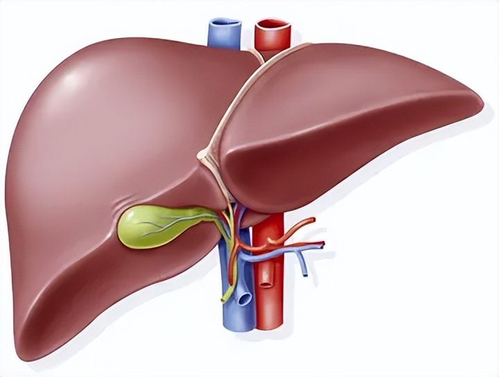 防止心脑血管硬化补充叶酸量,叶酸预防心血管疾病