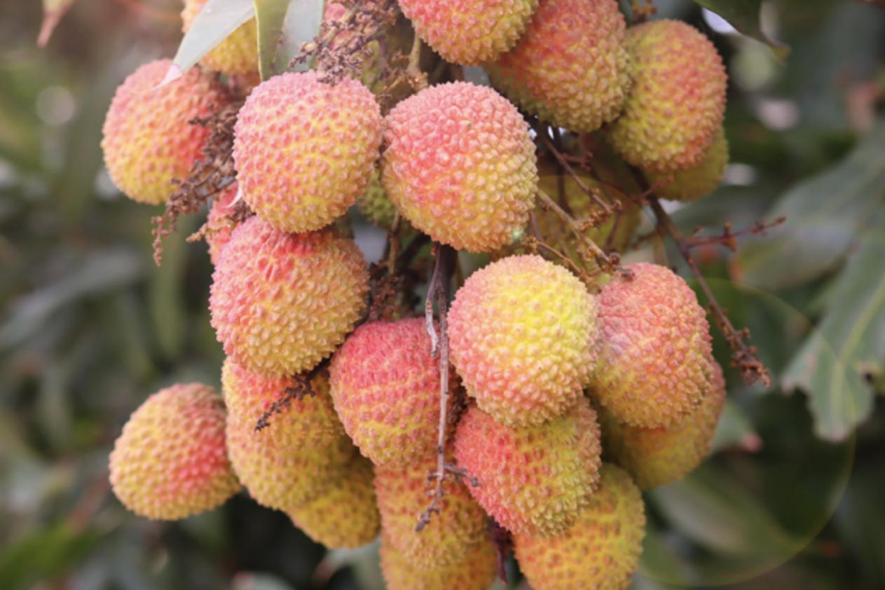 国内最好荔枝品种排名榜,十大最好吃荔枝排名及成熟期